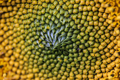 Full frame shot of sunflower seeds