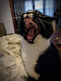 Close-up of cat yawning