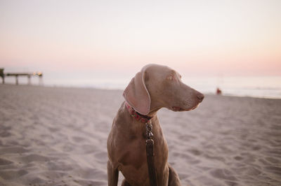 Close-up of dog on beach against sky during sunset