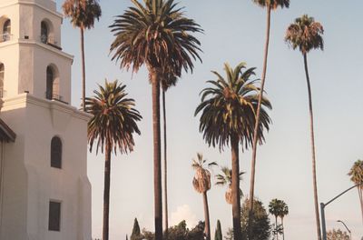 Low angle view of palm trees against sky