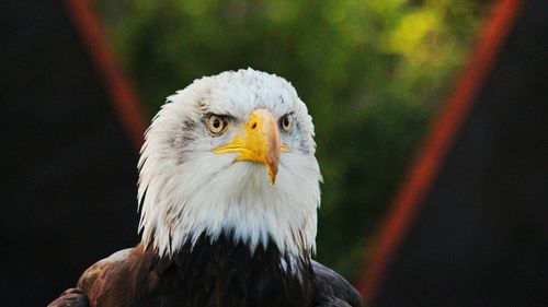 Close-up of eagle against blurred background