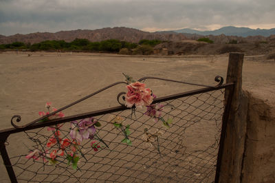 Pink flowering plants by fence against sky