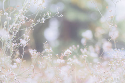 Close-up of cherry blossom plant