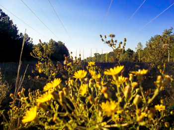 Close-up of yellow flowers growing on field