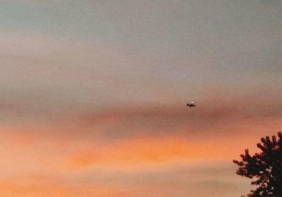 Low angle view of bird flying in sky at sunset