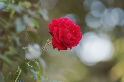 Close-up of red rose