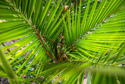 Close-up of a bright green leaf of a palm tree under the bright tropical sun. a leaf of a palm tree 