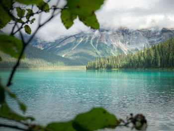 View on pristine mountain lake through foliage, emerald lake, yoho np, british columbia, canada