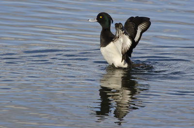 Duck swimming in lake