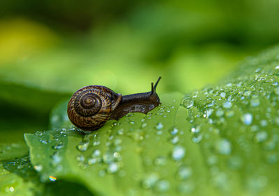 Close-up of snail on leaf