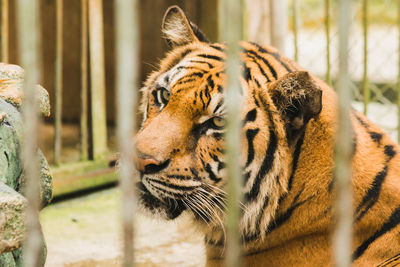 animal