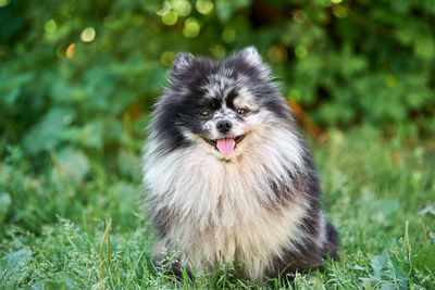 Portrait of dog on field