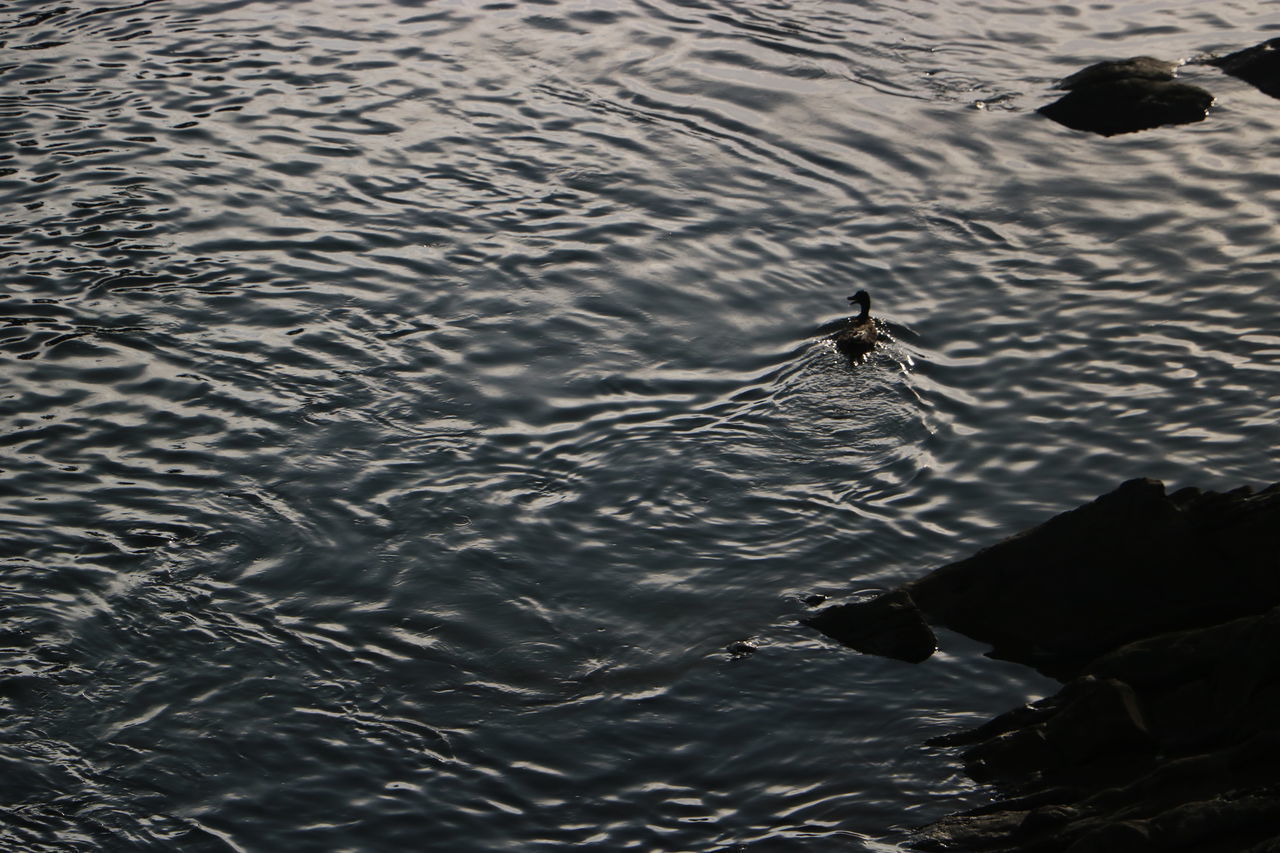 HIGH ANGLE VIEW OF DUCKS SWIMMING IN LAKE