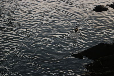 High angle view of bird swimming in lake