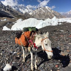 View of a horse on mountain