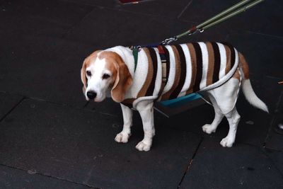Dog walking on sidewalk