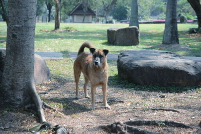 View of a dog on field