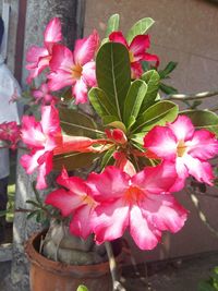 Close-up of pink flowers