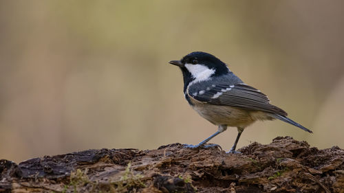 Close-up of bird perching on rock