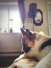 Close-up of a dog at home