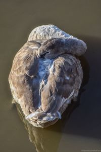 Close-up of swan in lake