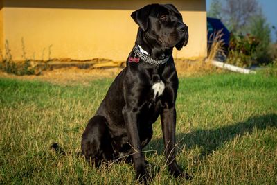 Cane corso guardind