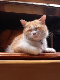 Close-up portrait of cat sitting on floor