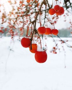 Close-up of red cherries on tree