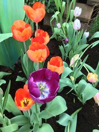 Close-up of crocus blooming outdoors