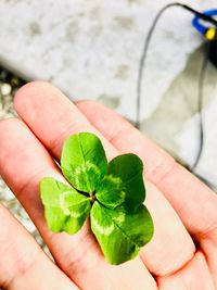 Close-up of hand holding leaf