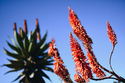 Low angle view of leaves against blue sky