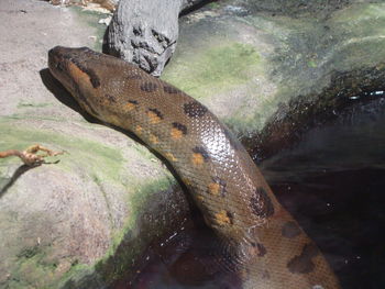 Close-up of turtle in water