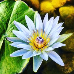 Close-up of water lily blooming outdoors