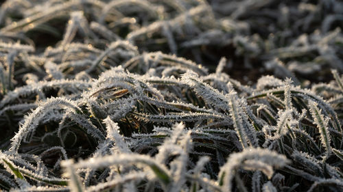 Full frame shot of frozen plants during winter