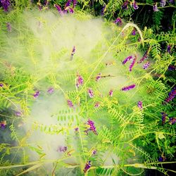 Scenic view of flowers