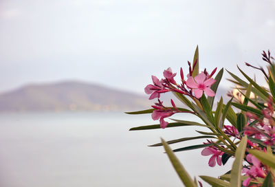 Close-up of pink flowering plant against sky