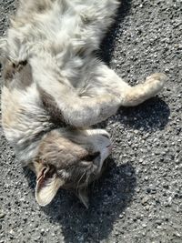 High angle view of cat lying down