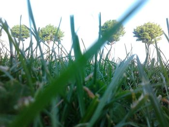 Close-up of plants growing on grassy field