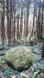 Trees growing in forest