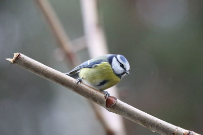 Close-up of bird perching on branch