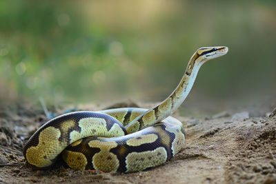 Close-up of snake