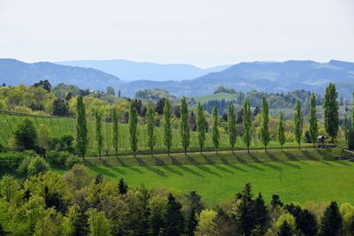 Scenic view of green landscape with vineyards, trees and mountains against sky
