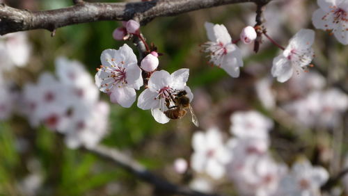 Close-up of apple blossoms in spring