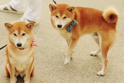 High angle portrait of dogs standing on land