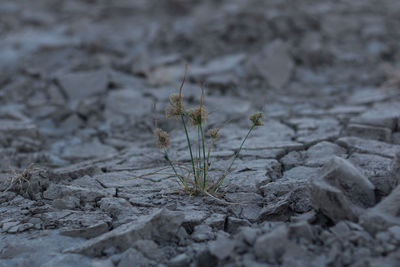 Close-up of dry plant on snow field
