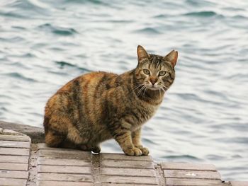 Close-up of a cat