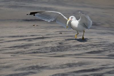 High angle view of seagull flying over beach