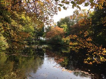 Reflection of trees in water