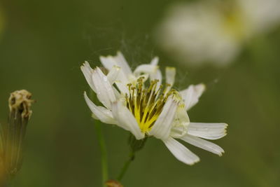 Close-up of white flowering plant