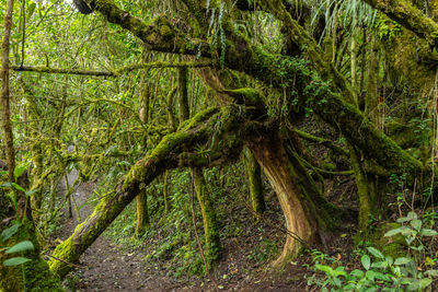 View of trees in forest